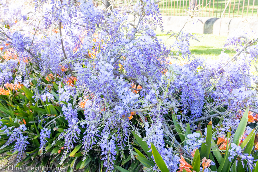 Wistaria Gardens Parramatta Park