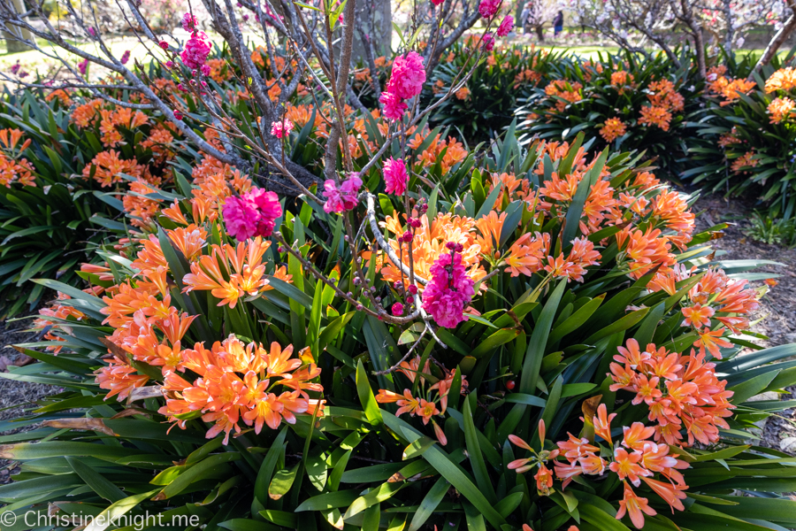 Wistaria Gardens Parramatta Park