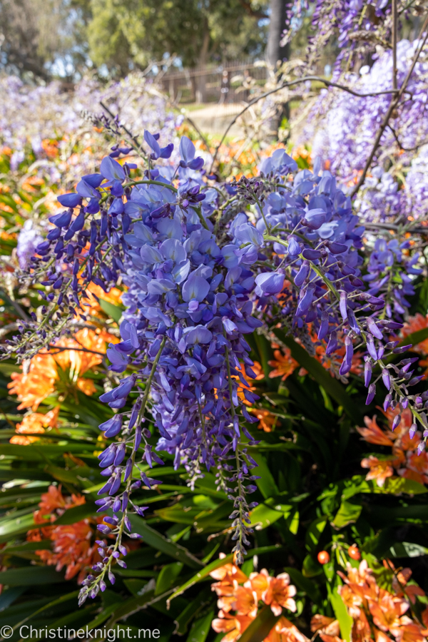 Wistaria Gardens Parramatta Park