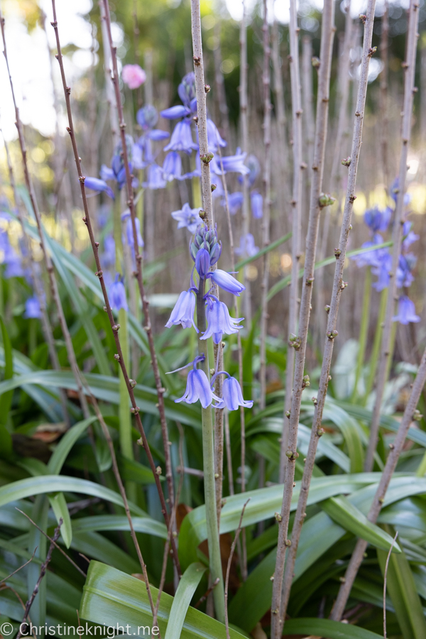 Wistaria Gardens Parramatta Park