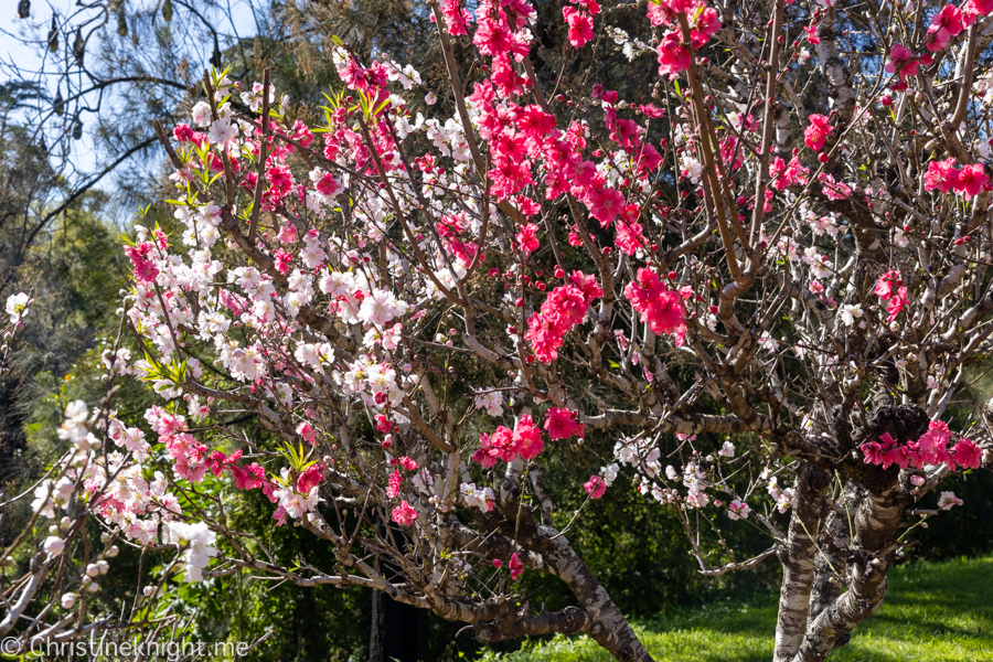 Wistaria Gardens Parramatta Park