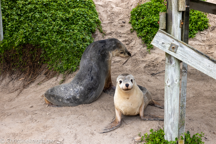 Kangaroo Island Itinerary