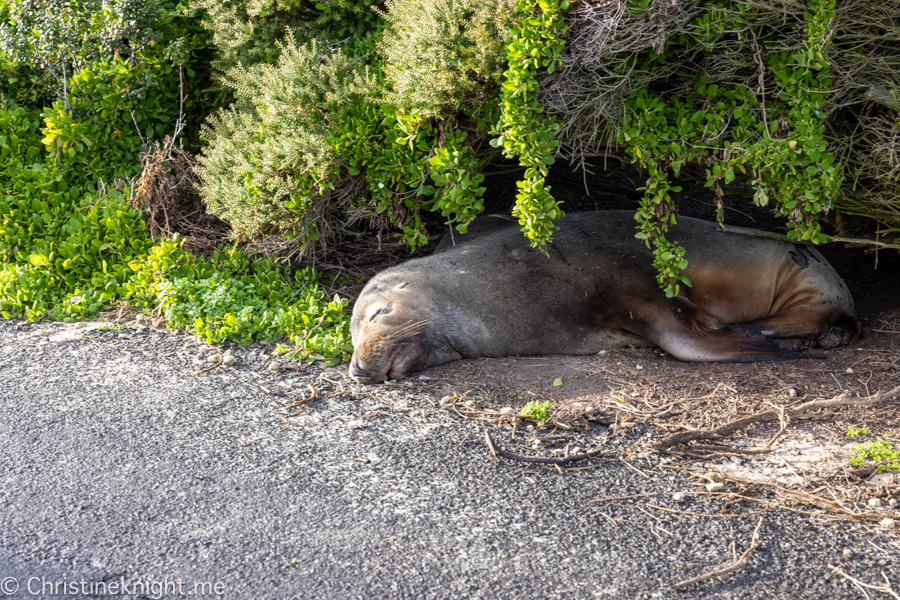 Kangaroo Island Itinerary