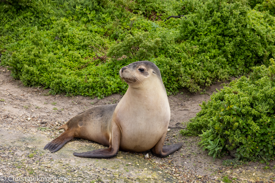 Kangaroo Island Itinerary