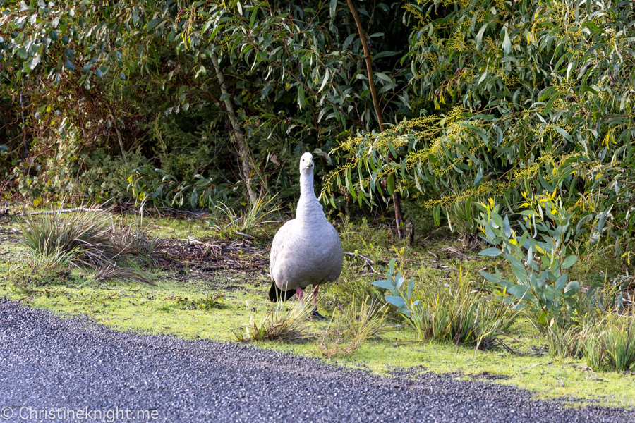 Kangaroo Island Itinerary