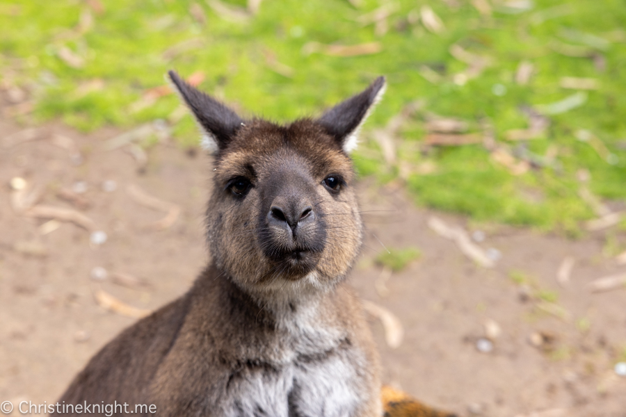 Kangaroo Island Itinerary