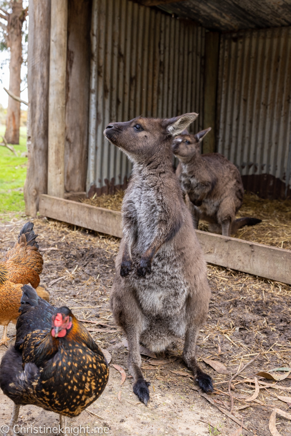 Kangaroo Island Itinerary